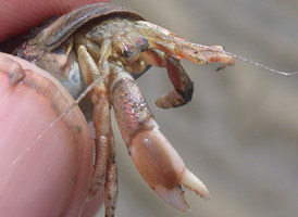 Long-clawed Hermit Crab